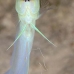 jawfish_yellowhead_dw_wc_v_0154_tci0498.jpg